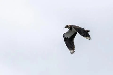 Northern Lapwing in Flight 库存照片