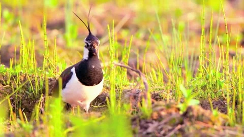 Northern Lapwing on Grass Stock Footage 310853094