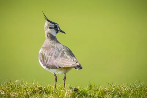 Northern lapwing in grass Stock Photos