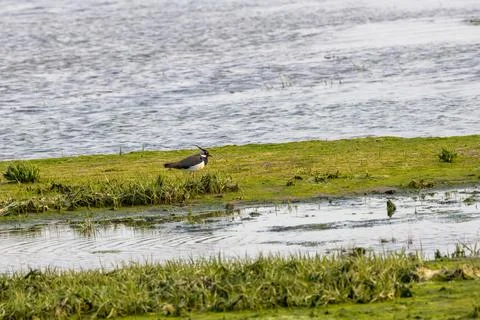 Northern Lapwing on a Green Marsh Margin Foto stock