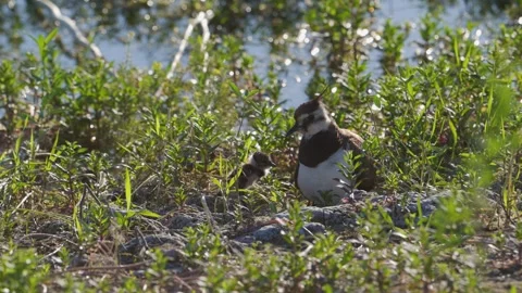 Northern Lapwing Parent Warming Chicks on Lakeshore in Slow Motion Vidéo 339271993