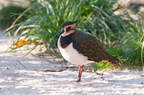 Northern lapwing Stock Photos