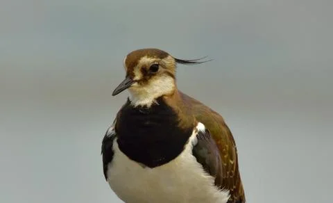 Northern lapwing Stock Photos