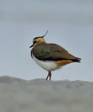 Northern lapwing Foto stock