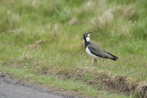 Northern lapwing 스톡 사진