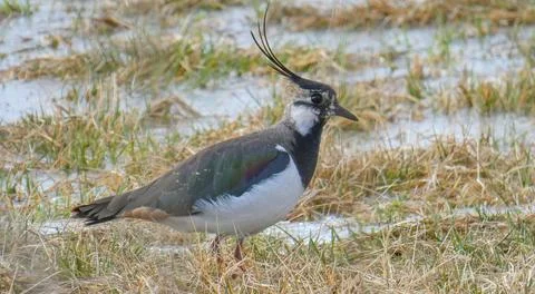 Northern lapwing surrounded by spring. Elegant bird. Stock Photos