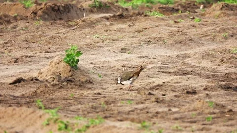 Northern lapwing (Vanellus vanellus), also known as the peewit or pewit, tuit Vídeos de archivo 164525782