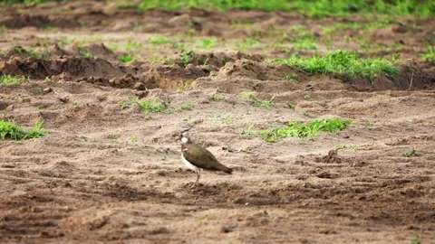Northern lapwing (Vanellus vanellus), also known as the peewit or pewit, tuit Stock Footage 166528747
