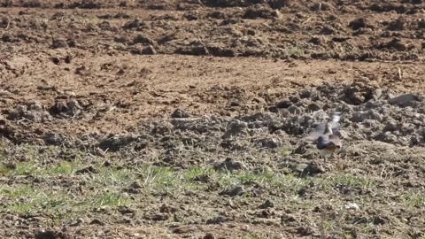 Northern lapwing (Vanellus vanellus) chase each other across a field Stock Footage 291316096