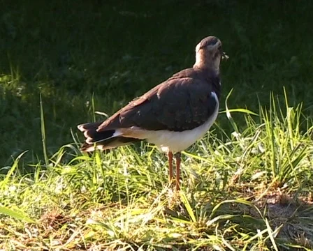 Northern Lapwing (Vanellus vanellus) Stock Footage