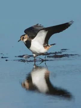Northern Lapwing (Vanellus vanellus) Stock Photos