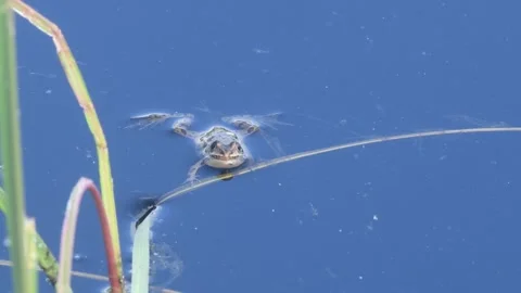 Northern Leopard Frog Floating with wild rice in Gile Flowage Northern Wisconsin Stock Footage 240160831