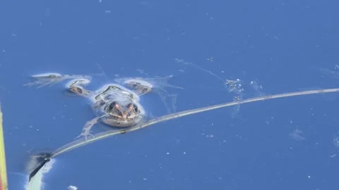 Northern Leopard Frog Floating with wild rice in Gile Flowage Northern Wisconsin Stock Footage 240160873