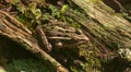 Northern Leopard Frog (Rana pipiens) 1 HD Footage