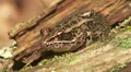 Northern Leopard Frog (Rana pipiens) 2 HD Footage