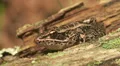 Northern Leopard Frog (Rana pipiens) 3 HD Footage