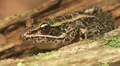 Northern Leopard Frog (Rana pipiens) 4 HD Footage