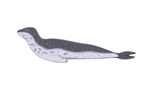 Northern leopard seal Stock Illustration