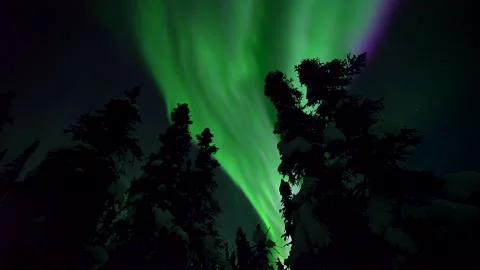 Northern Lights Dancing in Real Time over Spruce Trees in Alaska Stock Footage 138050402
