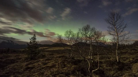 Northern lights with forest Stock Footage 87768674