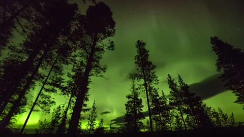 Northern lights in the forest Stock Footage 250283080