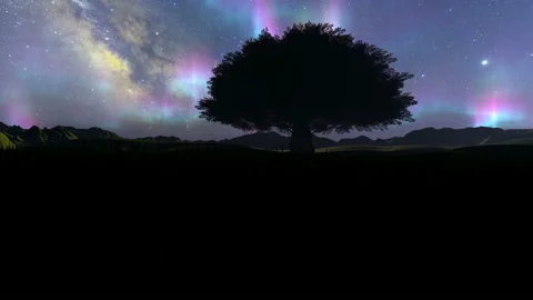 Northern lights over single tree at night Stock Footage 134474684