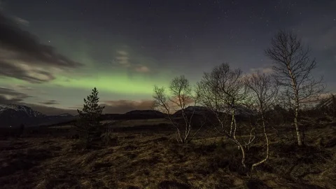 Northern lights with trees Stock Footage 87768586