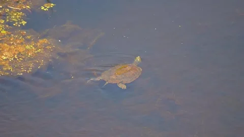 The northern map turtle, freshwater turtle native to North America in natur.. Stock Footage 248243610