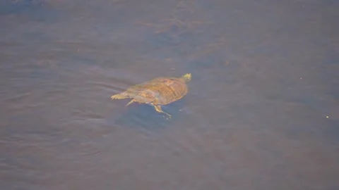 The northern map turtle, freshwater turtle native to North America in natur.. Stock Footage 276295594