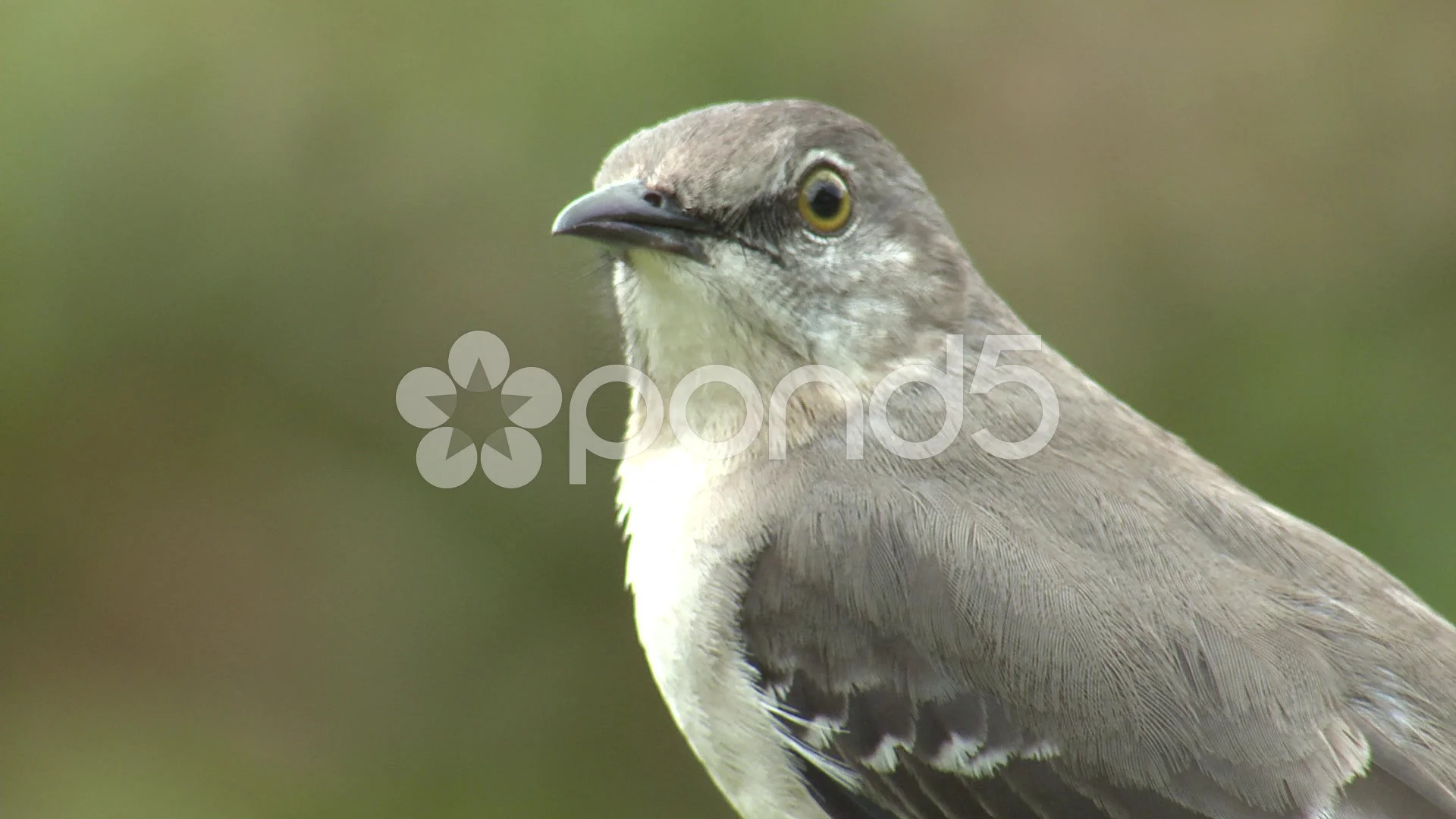 Northern Mockingbird Adult Tampa Winter