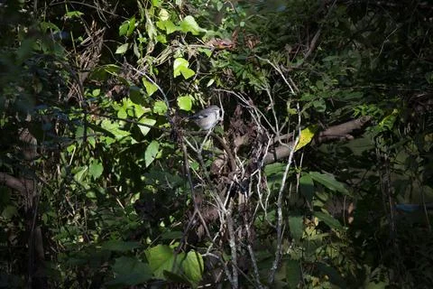 Northern Mockingbird on Bramble Stock Photos