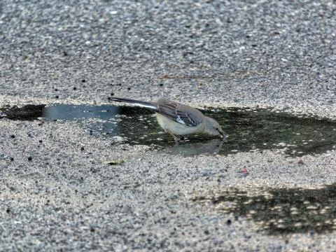Northern Mockingbird Drinking From Puddle Stock Photos
