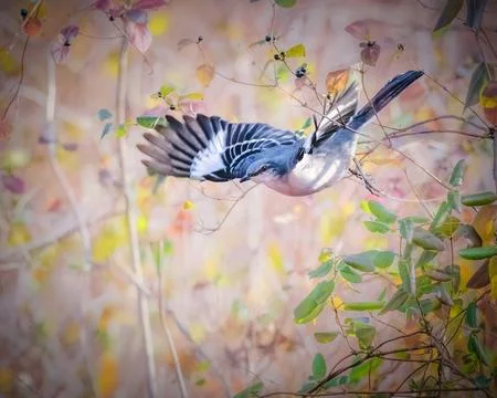 Northern mockingbird in flight 스톡 사진