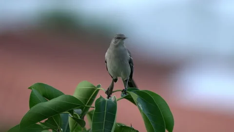 NORTHERN MOCKINGBIRD Video stock 230286832