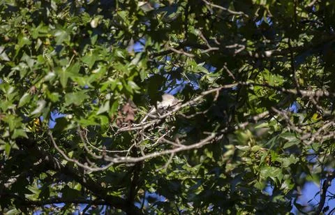 Northern Mockingbird Foraging Stock Photos