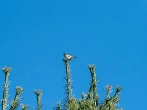 Northern mockingbird high in a tree Stock Photos