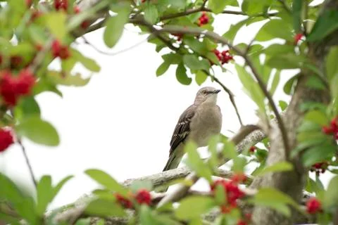 Northern mockingbird (mimus polyglottos) Stock Photos