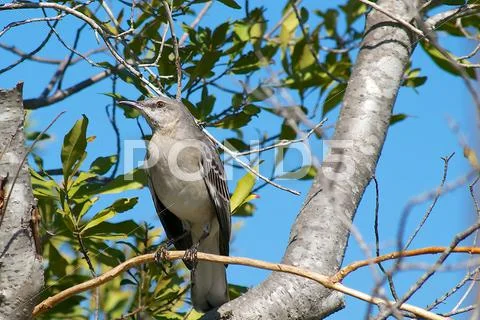 Northern Mockingbird Perched High on a Sunny Winter Day Stock Photos