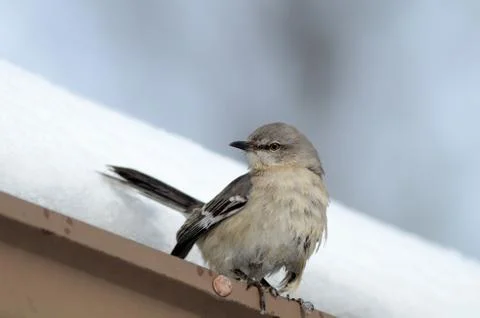 Northern mockingbird Foto stock