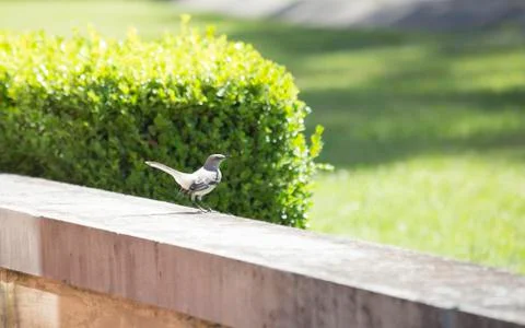 Northern Mockingbird Stock Photos