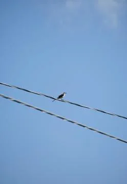 Northern Mockingbird Stock Photos