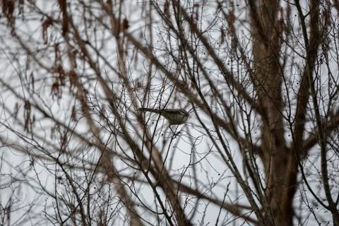 Northern Mockingbird Stock Photos