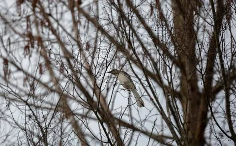 Northern Mockingbird Stock Photos