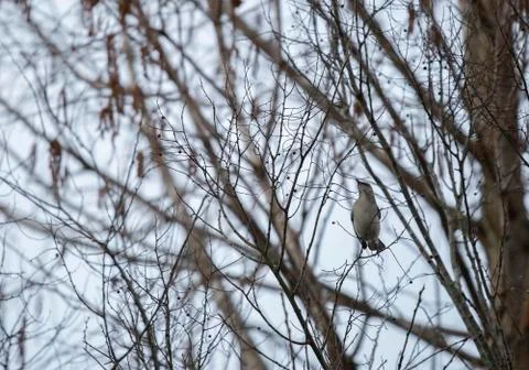 Northern Mockingbird Stock Photos