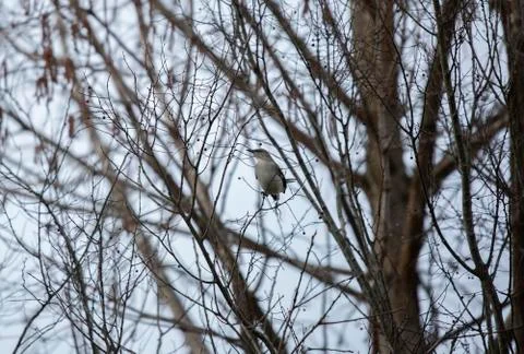 Northern Mockingbird Stock Photos