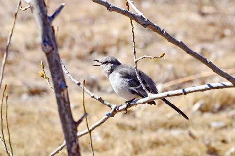 Northern Mockingbird  Stock Photos