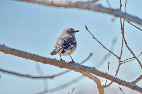 Northern Mockingbird  Stock Photos