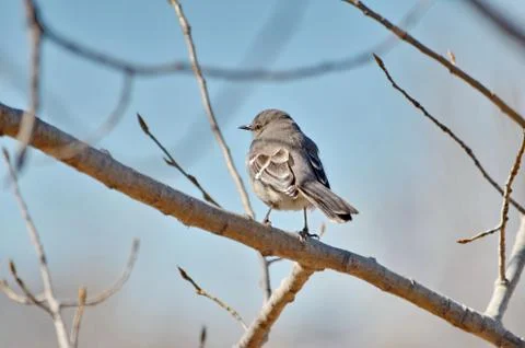 Northern Mockingbird  Stock Photos