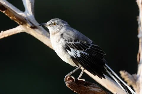 Northern Mockingbird Stock Photos