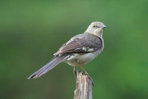 Northern Mockingbird Stock Photos
